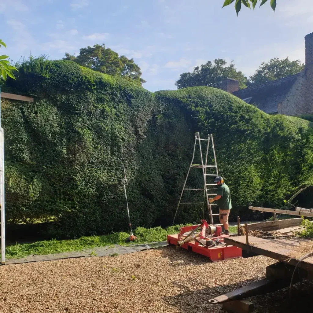 Man trimming hedge with ladder in garden area to enhance landscape design.