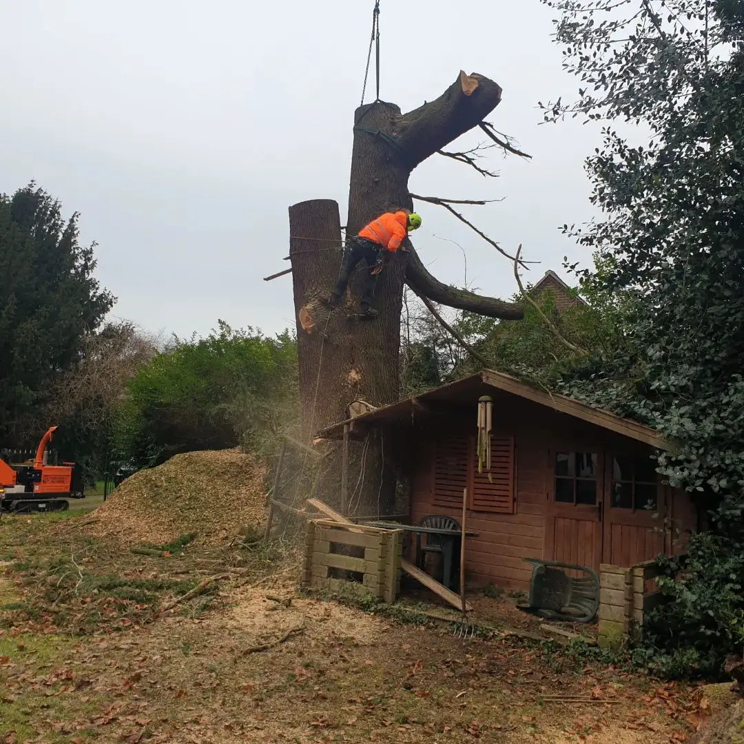Efficient tree cutting and removal by professional landscapers in the UK.