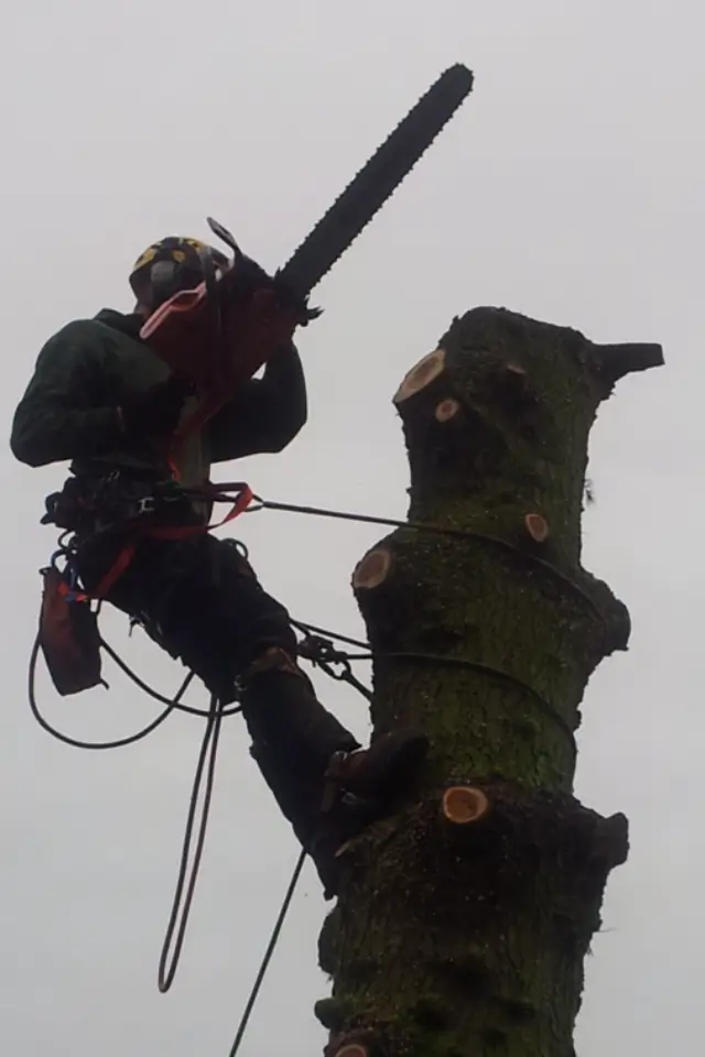 Chainsaw climber cutting tree branches during professional tree removal in UK.
