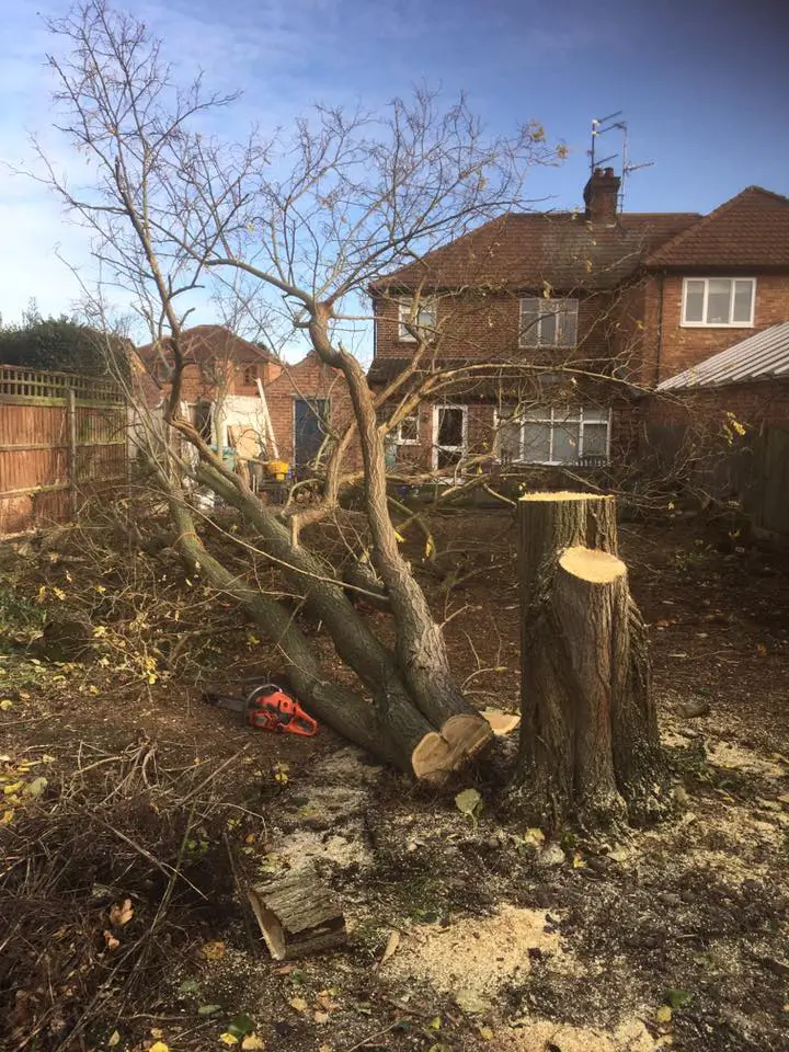 Tree stump and fallen tree branches in front of house with clear cut tree trunk and wood debris.