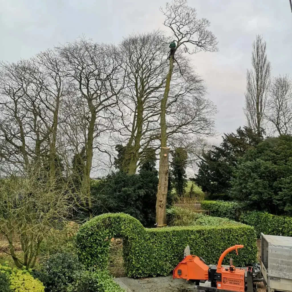Tree maintenance, pruning, and landscaping in UK. Professional tree care by Sam Johnson Landscapes.